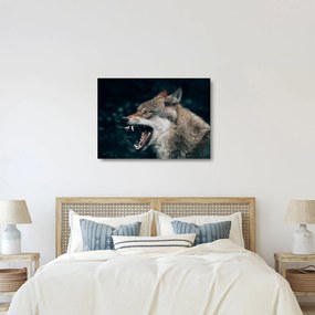 Obraz na szkle wilka (70x50 cm)