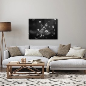 Obraz - Trawa bawełniana na łące (70x50 cm)