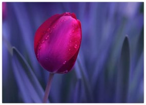 Obraz na szkle pąka tulipana (70x50 cm)