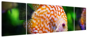 Obraz ryby (170x50 cm)
