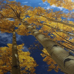 Obraz - Aspen (70x50 cm)