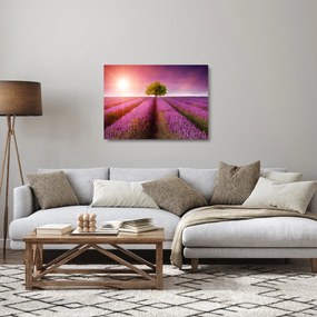 Obraz na szkle pola z lawendą (70x50 cm)