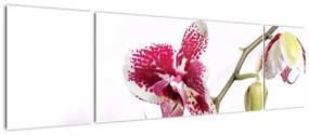 Obraz kwiatu orchidei (170x50 cm)