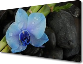 Obraz na płótnie Kwiatowa Harmonia na Kamieniach