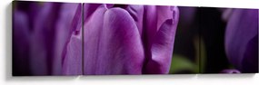 Obraz kwiatów tulipanów (170x50 cm)