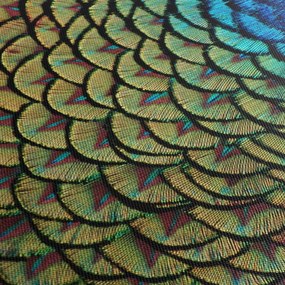 Obraz - Pawie pióra (170x50 cm)