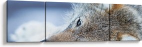 Obraz - Wilk (170x50 cm)