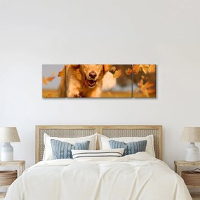 Obraz - Golden Retriever (170x50 cm)