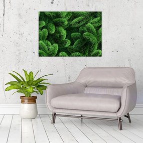 Obraz na szkle - Gałązki drzew iglastych (70x50 cm)