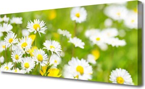 Zdjęcie na płótnie Urok Polnej Stokrotki