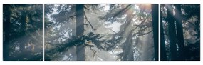 Obraz drzew, przez które prześwieca słońce (170x50 cm)