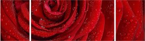 Obraz - szczegół róży (170x50 cm)