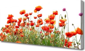 Zdjęcie na płótnie Maki w Porannym Słońcu