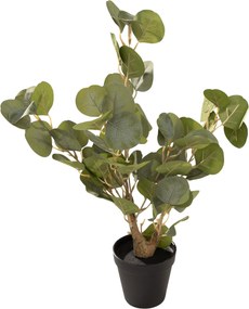 Eukaliptus Mini w doniczce 50 cm