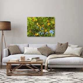 Obraz na szkle - Drzewo cytrynowe (70x50 cm)