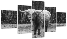Obraz - Szkocka krowa 3, czarno - biały (125x70 cm)