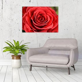 Obraz na szkle kwiatu róży (70x50 cm)