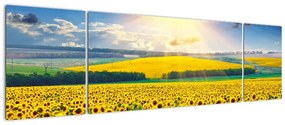 Obraz - Pole słoneczników (170x50 cm)