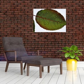 Obraz - Liść róży (70x50 cm)