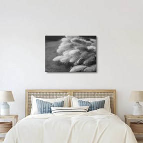 Obraz - trawa z króliczym ogonkiem na stole (70x50 cm)