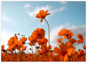 Obraz - Łąkowe kwiaty (70x50 cm)