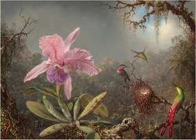 Obraz na szkle - Martin Johnson Heade, Cattleya Orchid and Three Hummingbirds, reprodukcje (70x50 cm)