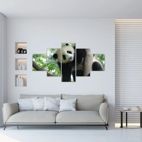 Obraz - Panda na drzewie (125x70 cm)