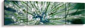 Obraz - Makro zdjęcie kwiatu (170x50 cm)