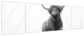 Obraz - Szkocka krowa 4, czarno - biały (170x50 cm)