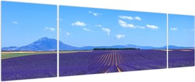 Obraz - Pole lawendy (170x50 cm)
