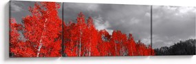 Obraz - Drzewa w kolorze jesieni (170x50 cm)