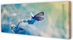 Obraz drukowany na płótnie Barwny Motyl