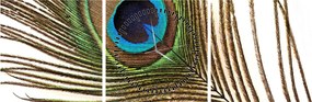 Obraz pawich piór (z zegarem) (90x30 cm)