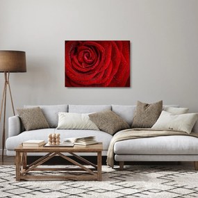 Obraz na szkle - szczegół róży (70x50 cm)
