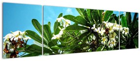 Obraz - Plumeria (170x50 cm)