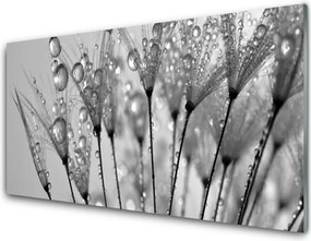 Panel Kuchenny Ulotność Mniszka Lekarskiego