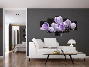 Obraz - Fioletowe krokusy (125x70 cm)