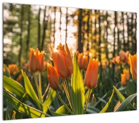 Obraz na szkle - pomarańczowe tulipany (70x50 cm)