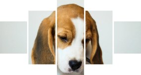 Obraz Beagle (125x70 cm)