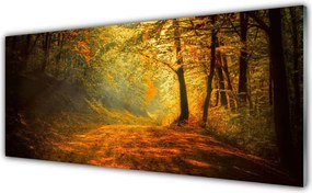 Panel Szklany Leśna Ścieżka W Słońcu