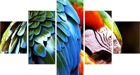 Obraz - Papuga (125x70 cm)