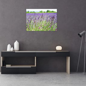 Obraz na szkle pola z lawendą (70x50 cm)