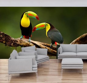 Fototapeta - Tukany (196x136 cm)