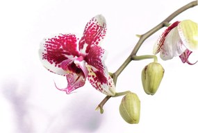 Obraz kwiatu orchidei (70x50 cm)