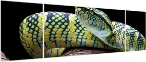 Obraz - Grzechotnik Waglera (170x50 cm)