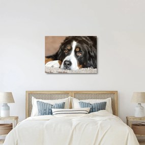 Obraz na szkle psa (70x50 cm)