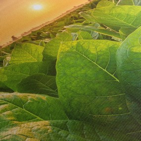 Obraz - Pole (125x70 cm)