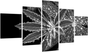Obraz - Krople (125x70 cm)