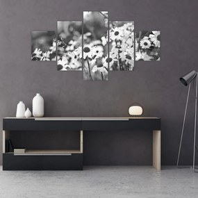 Obraz - Stokrotki (125x70 cm)