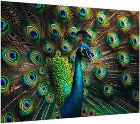 Obraz – Paw (70x50 cm)